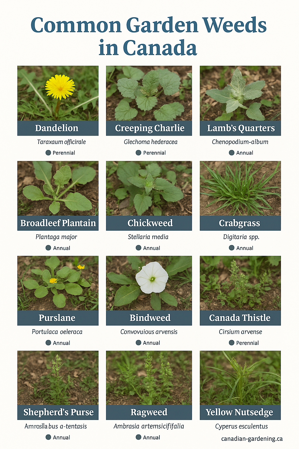 12 Common Weeds in Canada