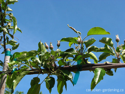 thinning apple tree in early spring