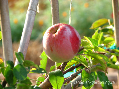Apple tree growing in a Canadian garden