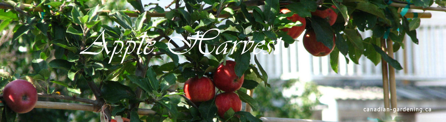 Harvesting apples in a Canadian backyard orchard