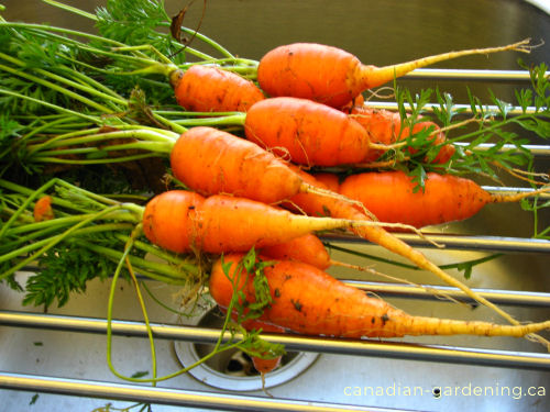 Carrot harvest