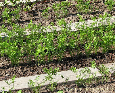 Carrots mid-season growth