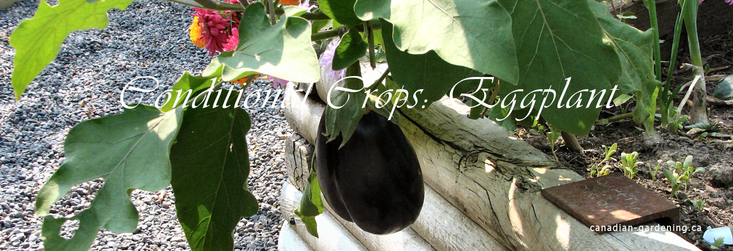 Eggplant plant in warm growing conditions