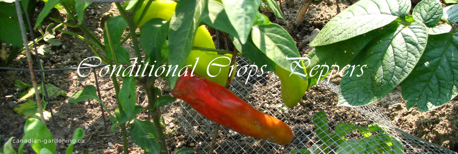 Healthy pepper plant producing fruit in ideal conditions