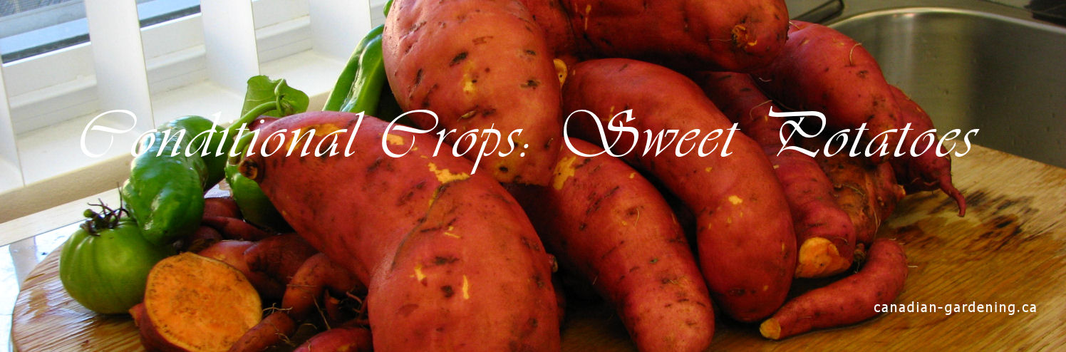 Sweet potato vines in warm conditions
