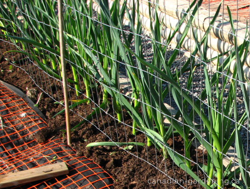 Garlic mid-season growth