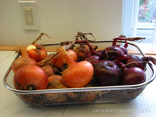 Onion harvest