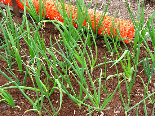 Onion mid-season growth