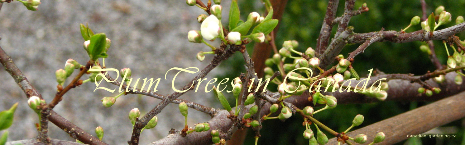 Plum tree planting