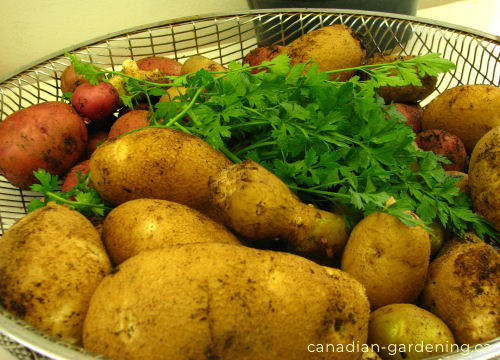 Potato harvest