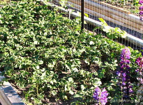 Potatoes mid-season growth
