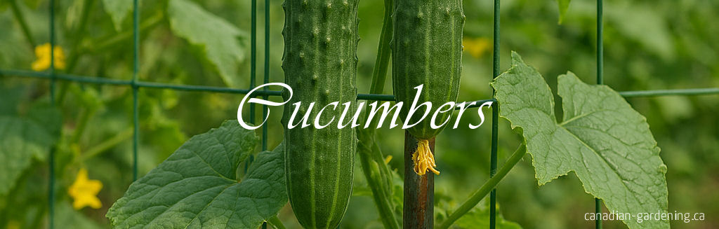 Fresh cucumbers in garden