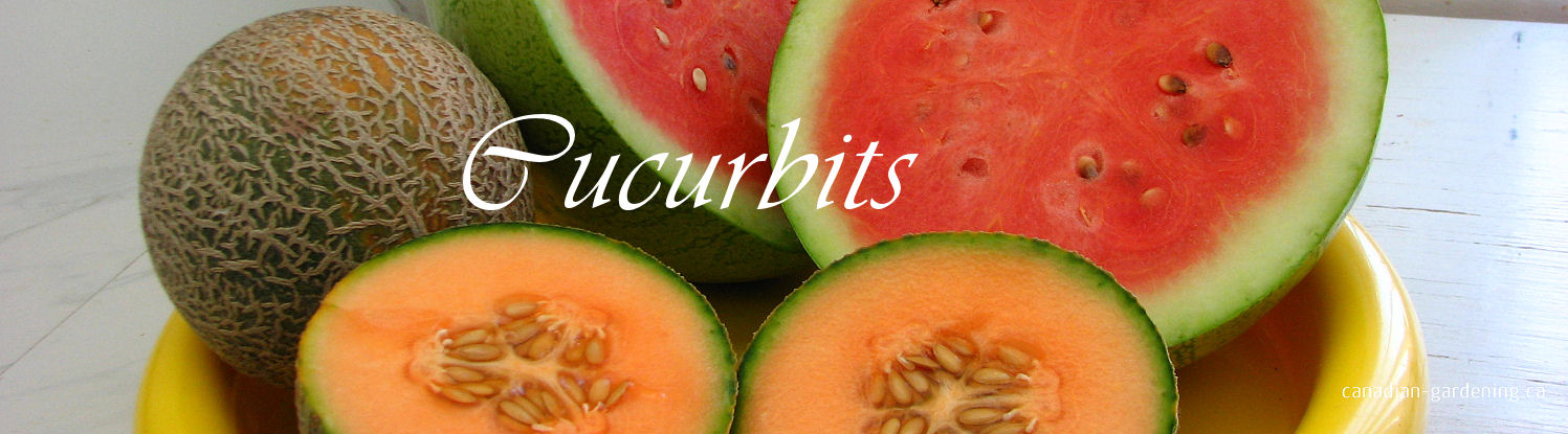 Cucumbers, squash, pumpkins and melons in garden