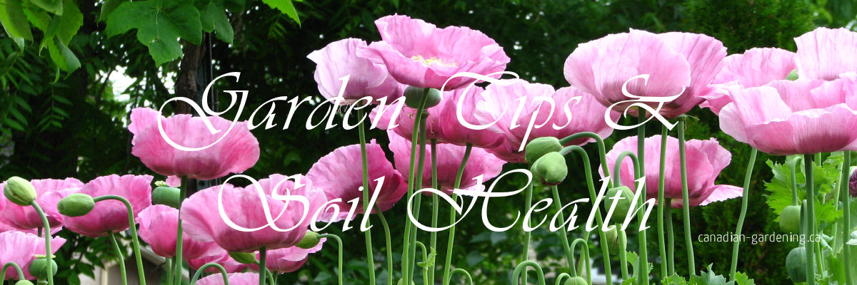 Healthy garden soil and thriving plants