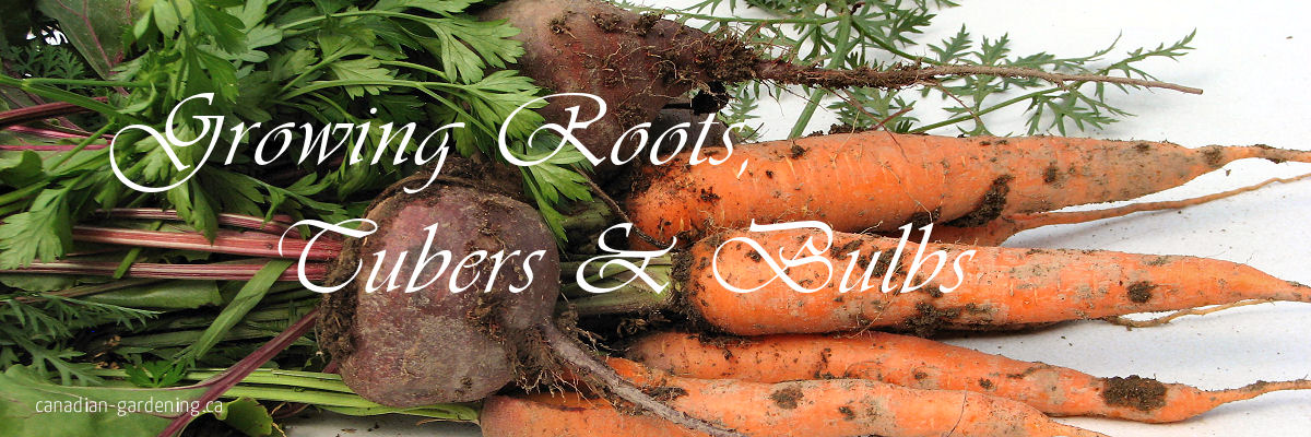 growing food vegetables root crops banner