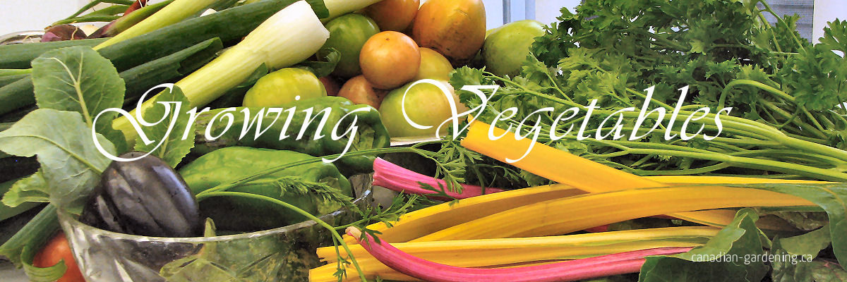 growing food vegetables banner