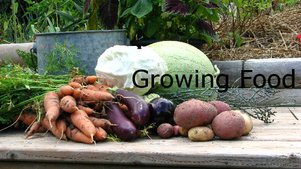 How to grow food banner