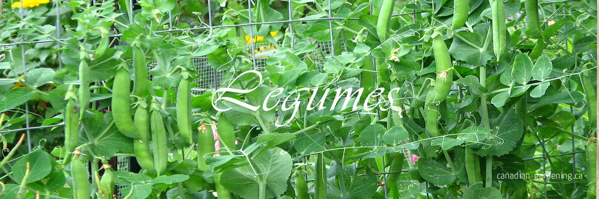 Peas and beans in the garden
