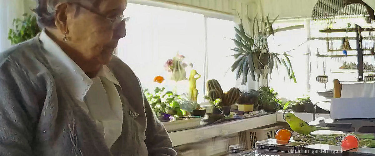 Mom doing puzzles in her sunroom with Sunny the budgie