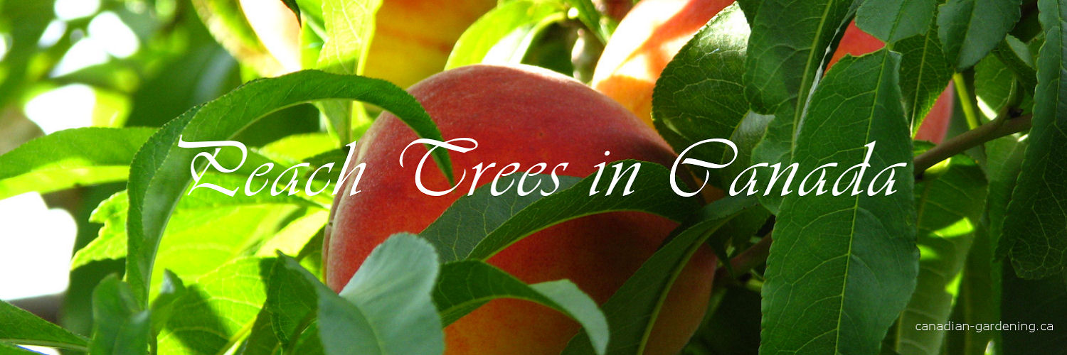 Peach tree growing in a Canadian garden