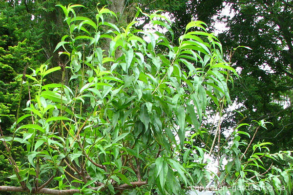 Peach tree grown from seed in a Canadian garden