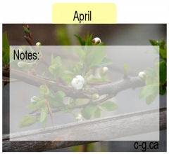 April Seed Divider