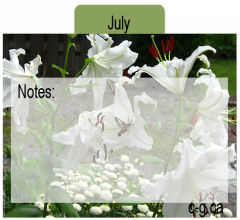 July Seed Divider
