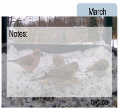 March Seed Divider