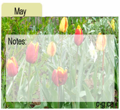 May Seed Divider