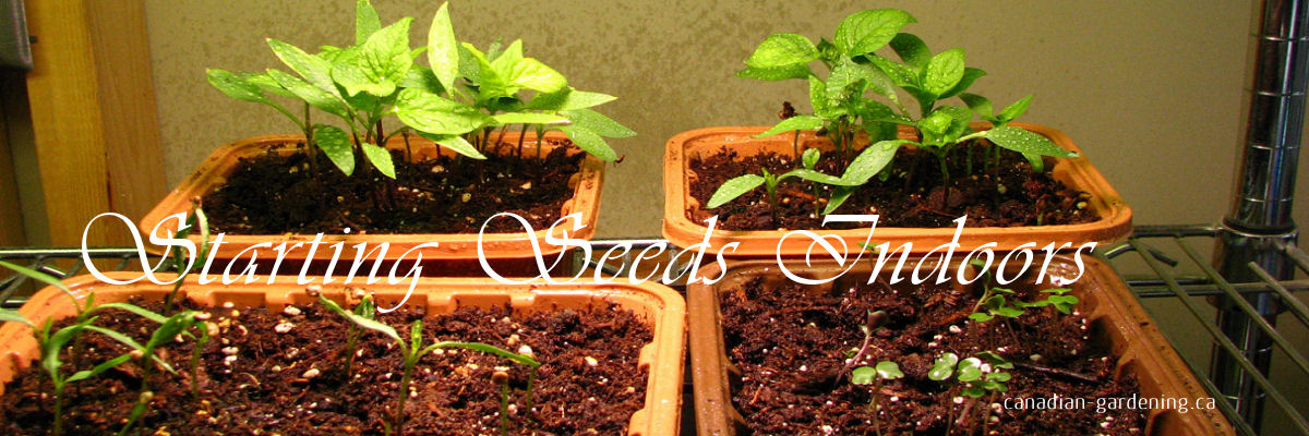 Seedlings in a tray