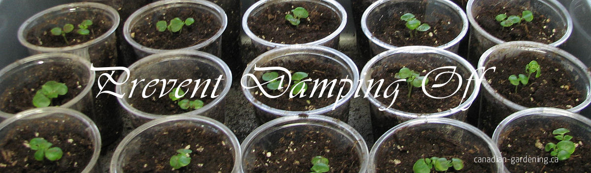 Healthy seedlings standing upright in seed trays