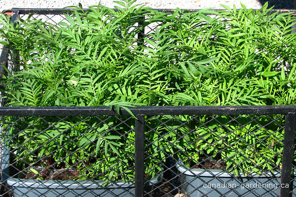 Hardening off seedlings in spring