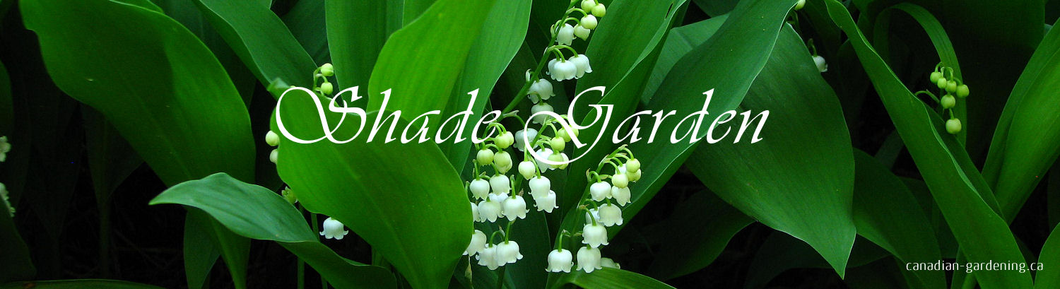 Colourful plants for shade gardens