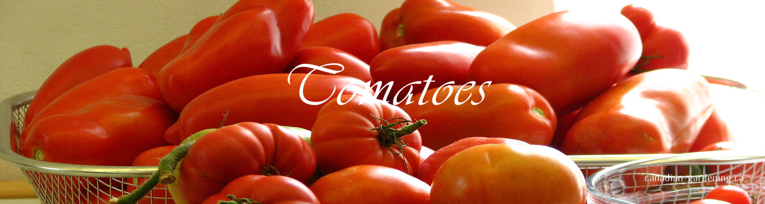 Tomatoes growing in a garden