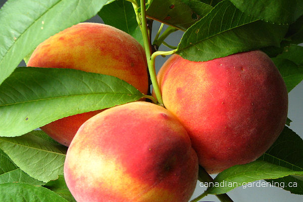  waiting for Peach tree harvest