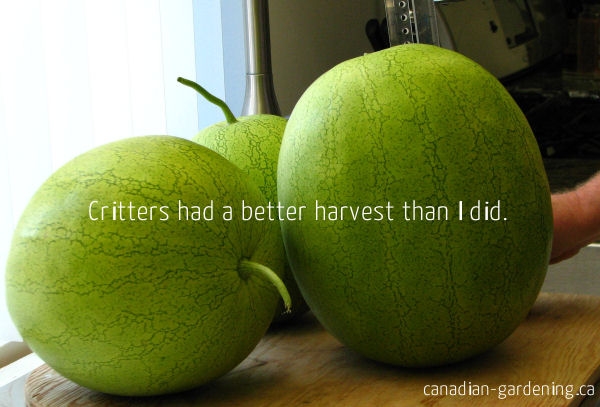 Harvested watermelons