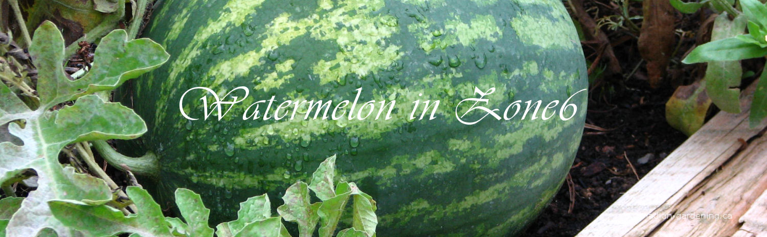 Fresh watermelon growing in a Canadian garden