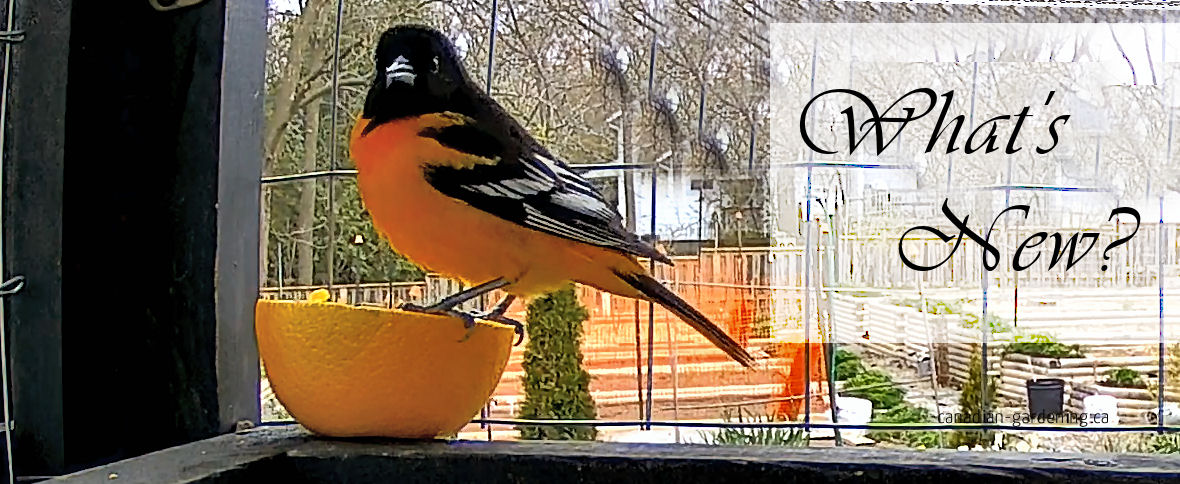 What's New at Canadian Gardening