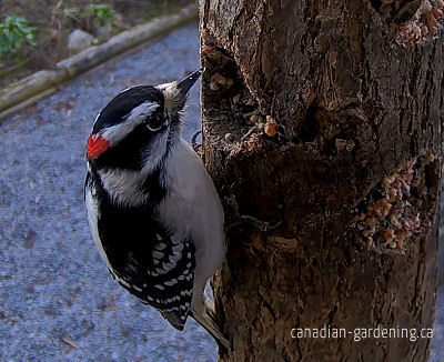 woodpecker eating homemade  suet in winter 